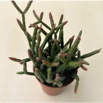 Rhipsalis ewaldiana