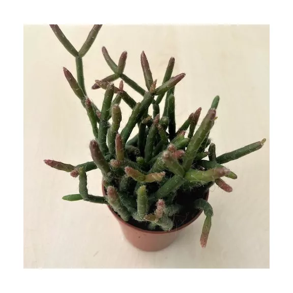 Rhipsalis ewaldiana Rhipsalis ewaldiana