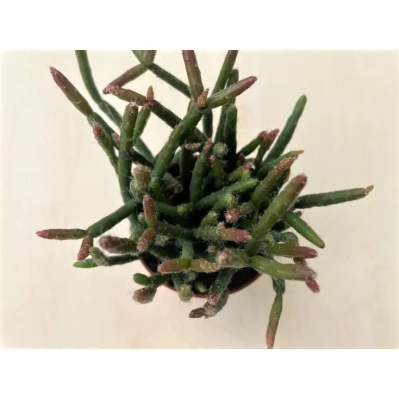 Rhipsalis ewaldiana Rhipsalis ewaldiana