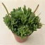 Rhipsalis mesembryanthemoides