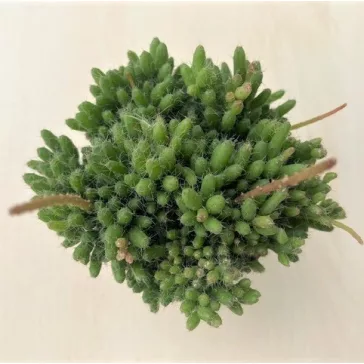 Rhipsalis mesembryanthemoides