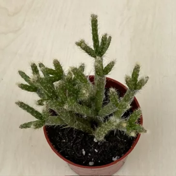 Rhipsalis pilocarpa