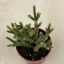 Rhipsalis pilocarpa