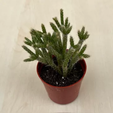 Rhipsalis pilocarpa