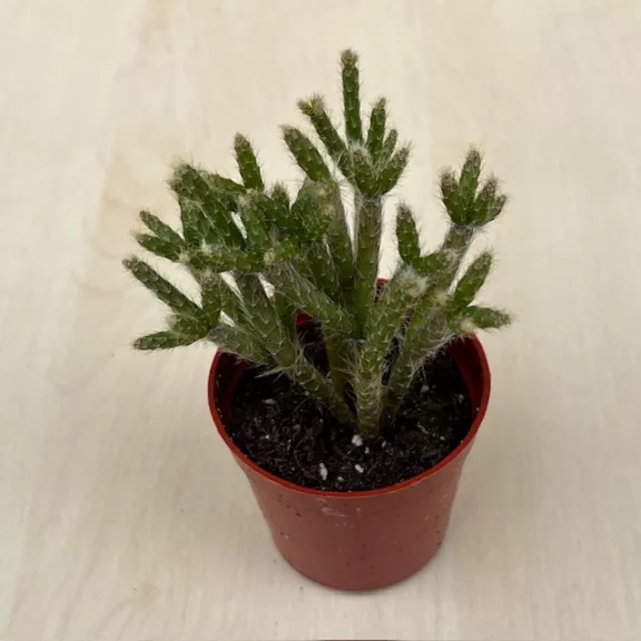 Rhipsalis pilocarpa Rhipsalis pilocarpa