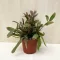 Rhipsalis 'Red Coral'