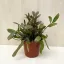 Rhipsalis 'Red Coral'