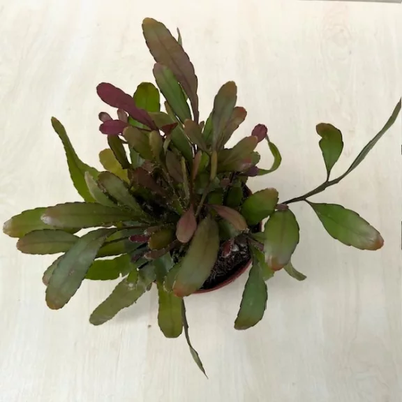 Rhipsalis 'Red Coral'