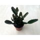 Rhipsalis trigona