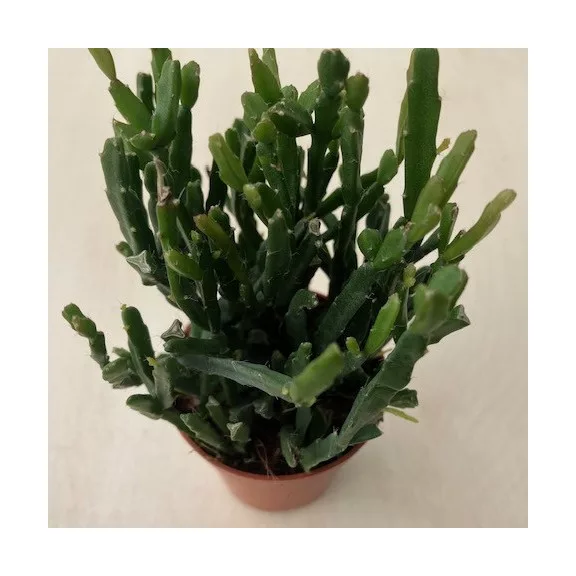Rhipsalis trigona Rhipsalis trigona