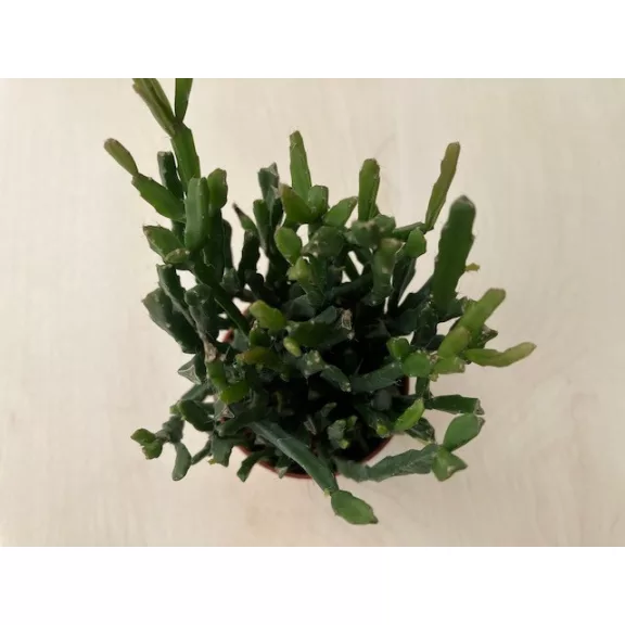 Rhipsalis trigona Rhipsalis trigona