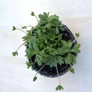 Rosularia sedoides var. alba