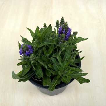 Salvia nemorosa Sensation Blue