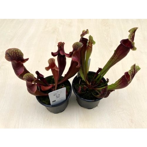 Sarracenia hybrid (1 pc)