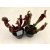 Sarracenia hybrid (1 pc)