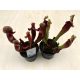 Sarracenia hybrid (1 pc)