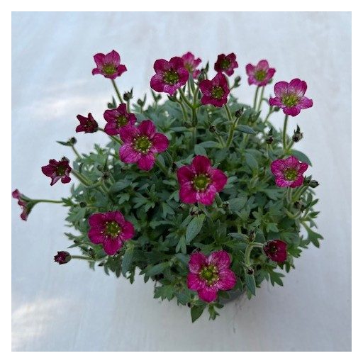 Saxifraga x arendsii 'Alpino Rosa'
