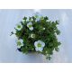 Saxifraga x arendsii White
