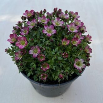 Saxifraga x arendsii 