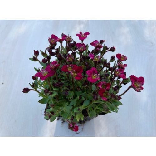 Saxifraga x arendsii Pink