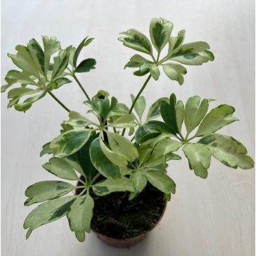 Schefflera arboricola 'Janine'