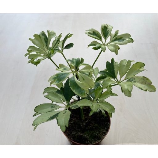Schefflera arboricola 'Janine'