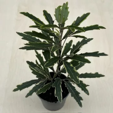 Schefflera elegantissima 'Castor' MINI