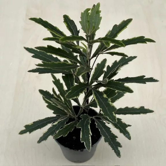 Schefflera elegantissima 'Castor' MINI Schefflera elegantissima 'Castor' MINI