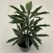 Schefflera elegantissima 'Castor' MINI