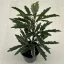 Schefflera elegantissima 'Castor' MINI