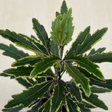 Schefflera elegantissima 'Castor' MINI