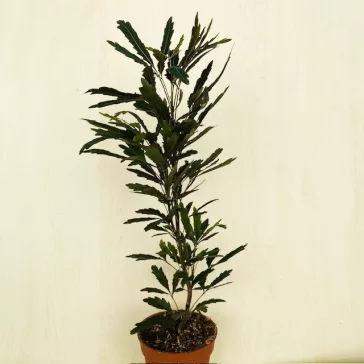 Schefflera elegantissima 'Castor'