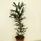 Schefflera elegantissima 'Castor'