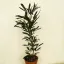 Schefflera elegantissima 'Castor'