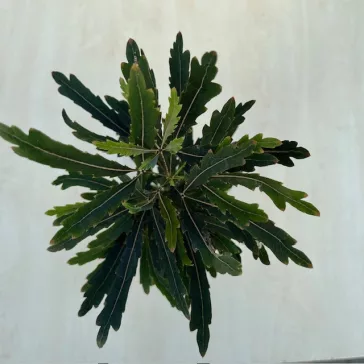 Schefflera elegantissima 'Castor'