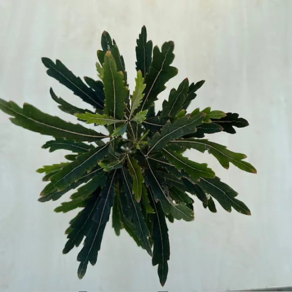 Schefflera elegantissima 'Castor'