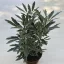 Schefflera elegantissima 'Bianca'