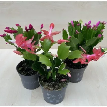 Schlumbergera truncata 