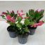 Schlumbergera truncata 