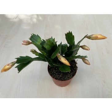 Schlumbergera truncata 