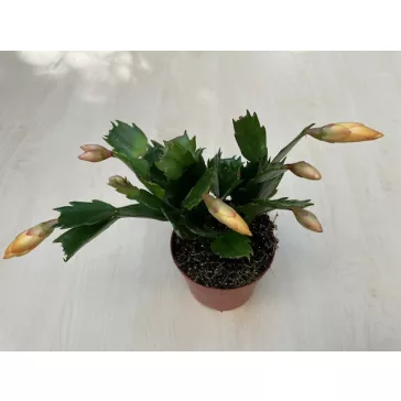 Schlumbergera truncata 