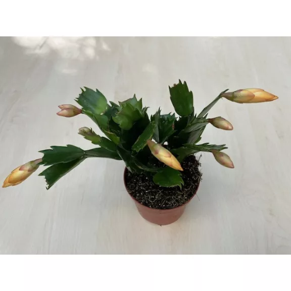 Schlumbergera truncata 