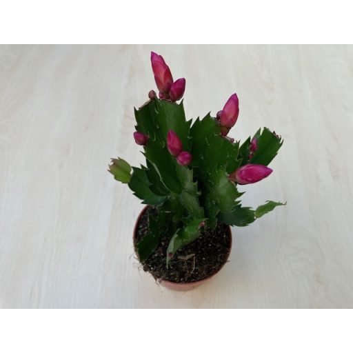 Schlumbergera truncata 