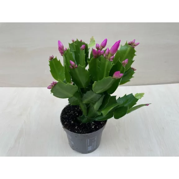 Schlumbergera truncata 