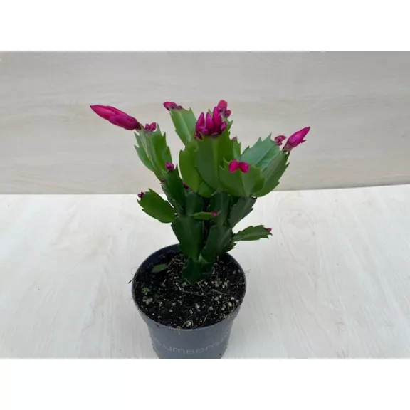 Schlumbergera truncata 