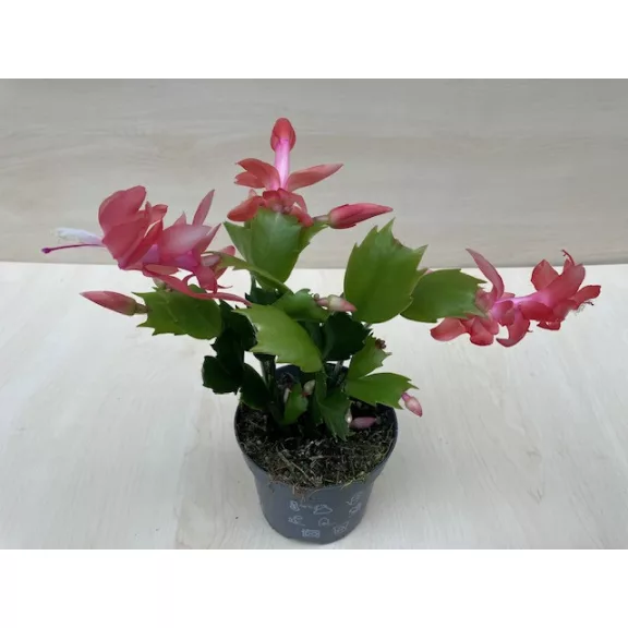 Schlumbergera truncata 