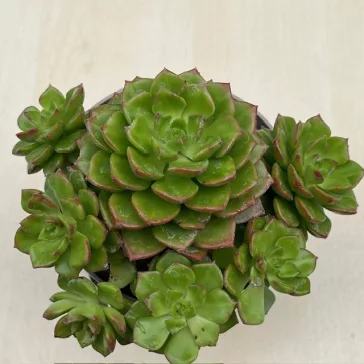 Sedeveria letizia
