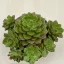 Sedeveria letizia