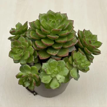 Sedeveria letizia