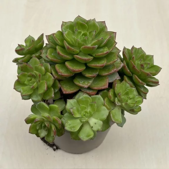 Sedeveria letizia
